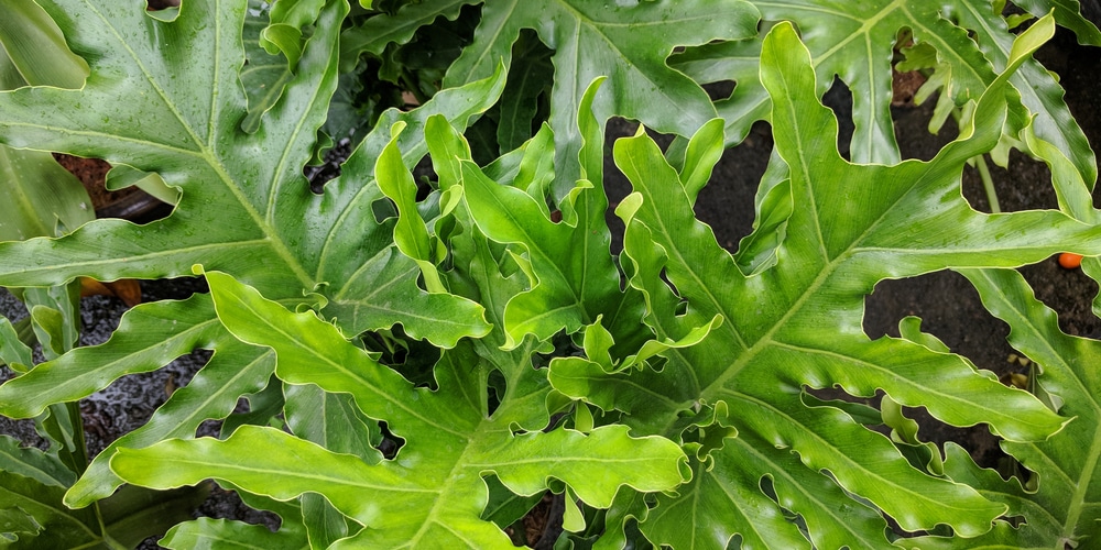 Philodendron Selloum Care