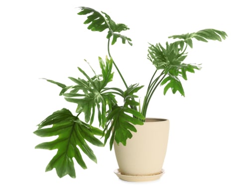 Philodendron Selloum