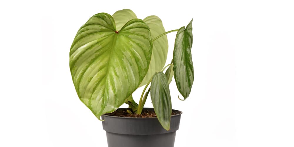 Philodendron mamei care