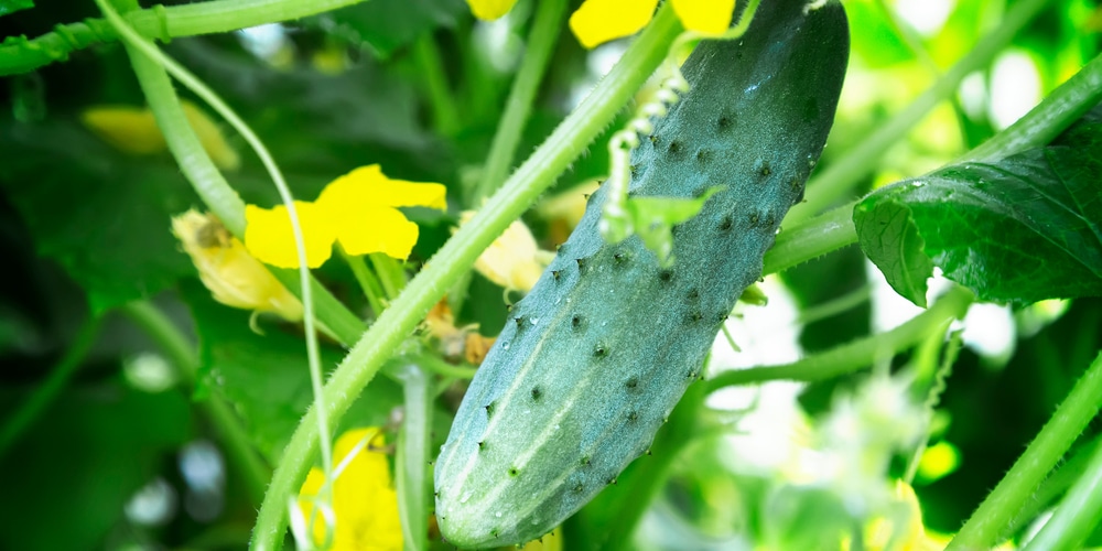 How many cucumbers per plant? 