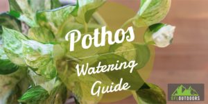 Pothos Watering Best Practices