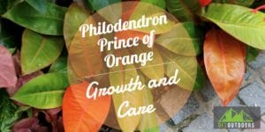 Prince of Orange Guide