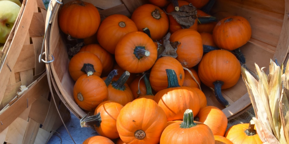 When to plant pumpkins in iowa