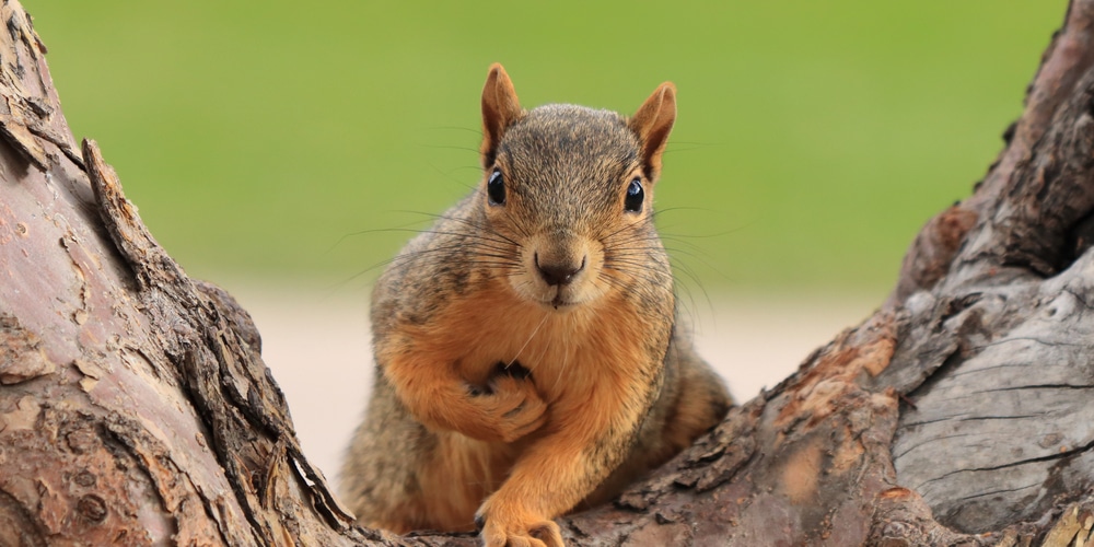 when are squirrels most active