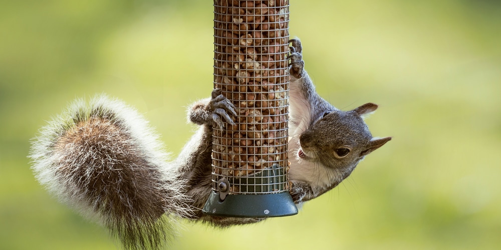 how to keep squirrels off shepherds hook