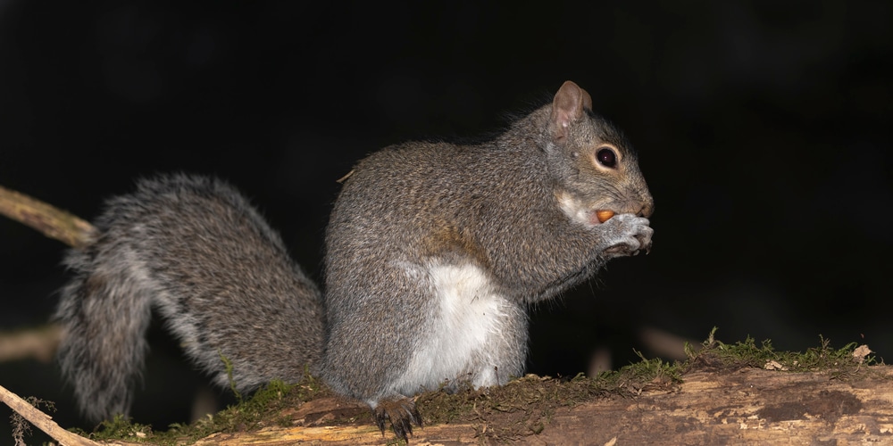 how far do squirrels travel