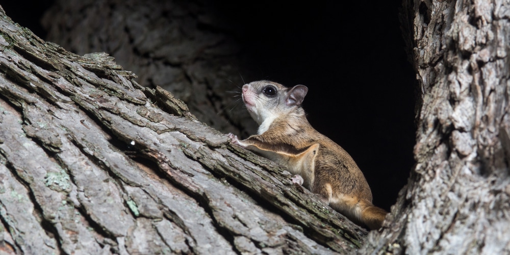 how far do squirrels travel