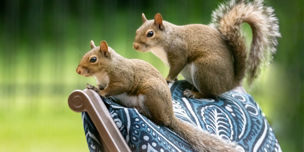 when are squirrels most active