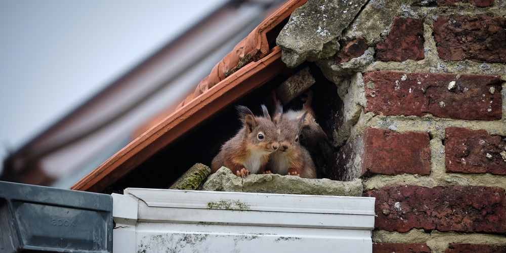 Squirrel-proof your home