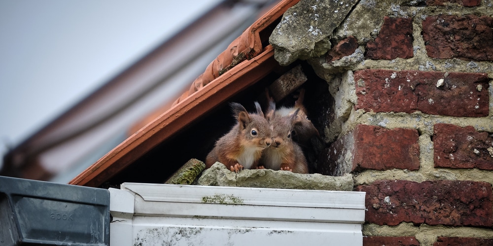 how small of a hole can a squirrel fit through