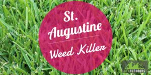 What Can Kill Weeds in Saint Augustine Grass