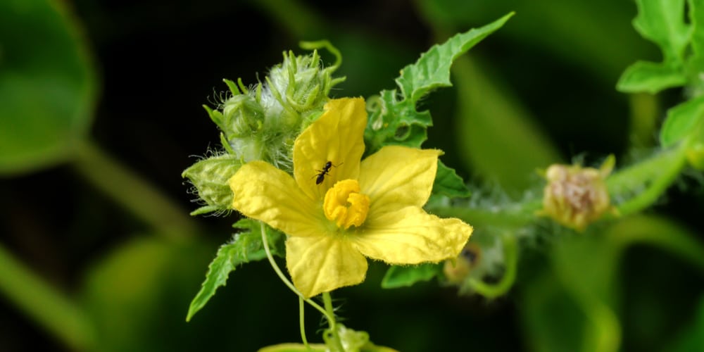 Can Squash And Watermelon Be Planted Together  