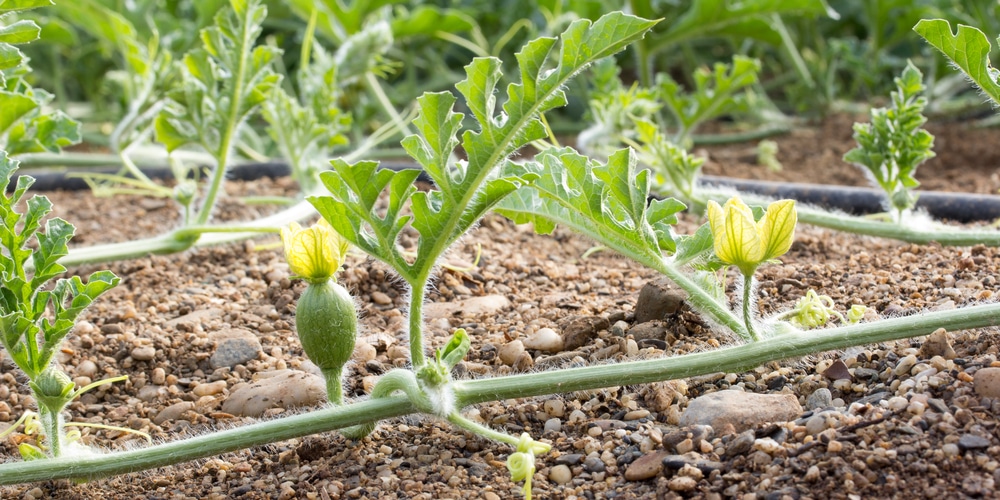 Male vs. Female Watermelon? Its in the Flowers