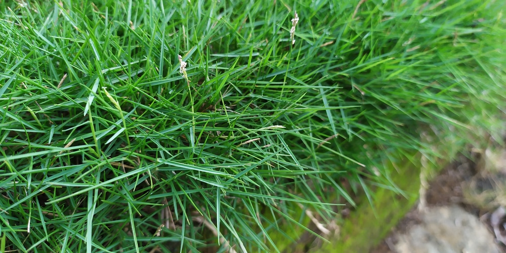 Zoysia VS Fescue