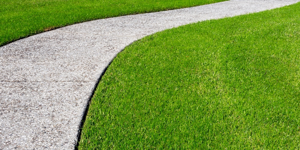 Zoysia Grass in North Carolina