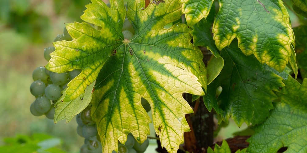 iron chlorosis cucumber leaves