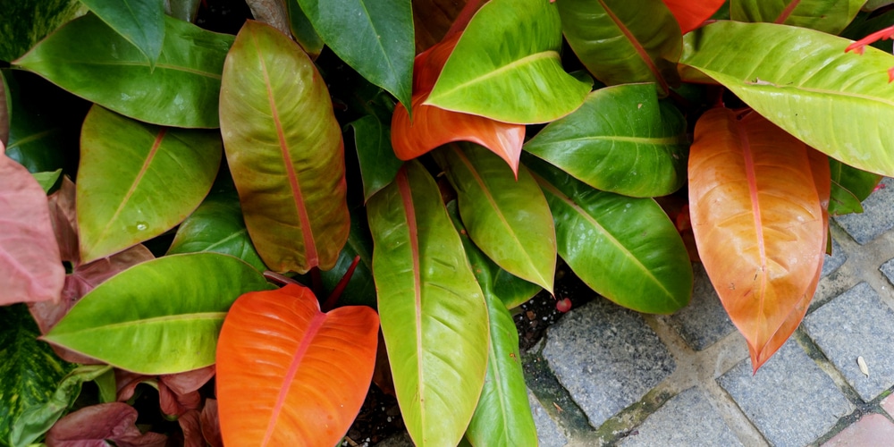 philodendron prince of orange care