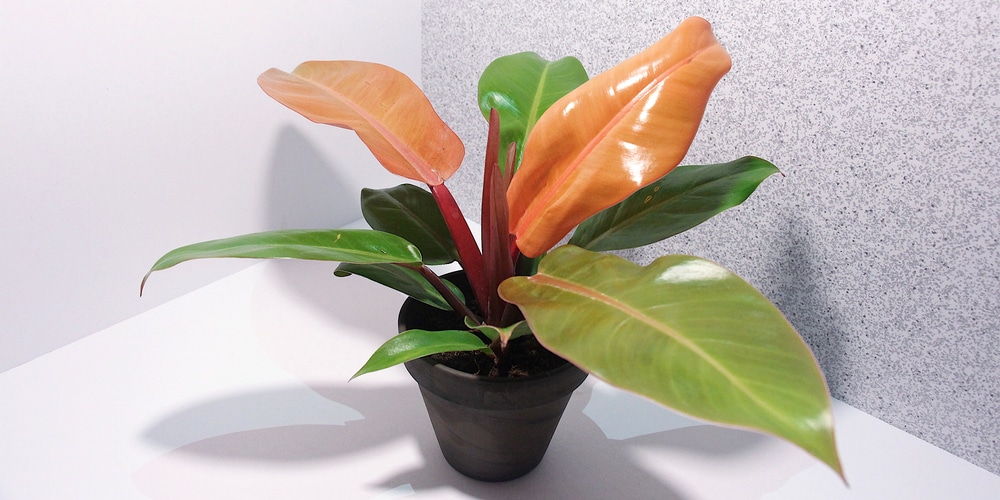 philodendron prince of orange