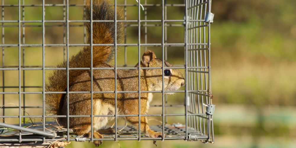 Trap squirrels to get them out of yard