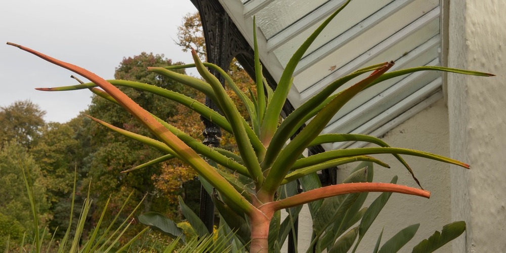 Tall Succulent aloe