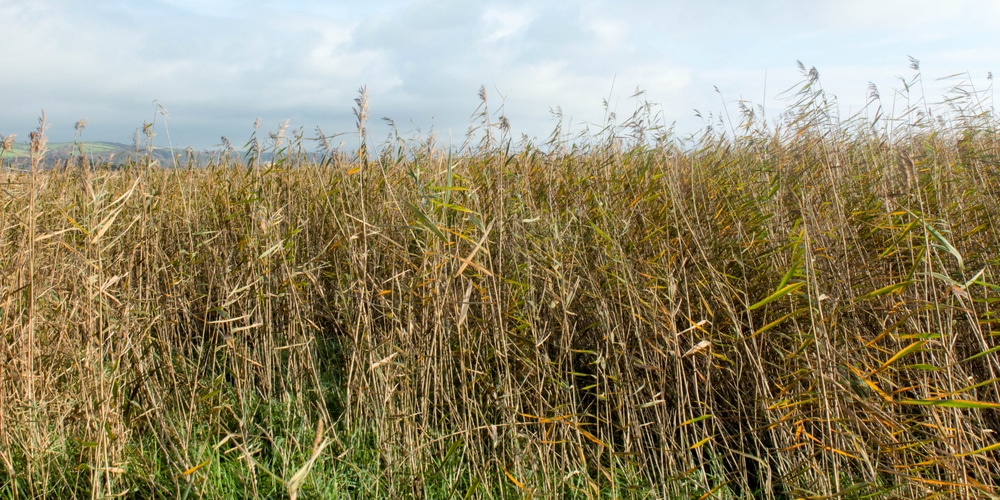 Grasses Native to Missouri