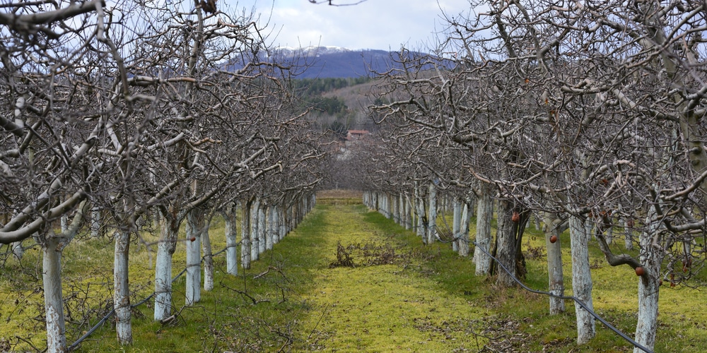 Fruit Tree Winter Watering Guide