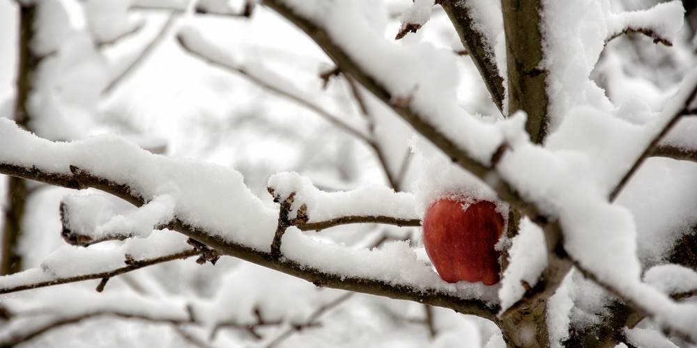 Do Fruit Trees Need Watered in Winter