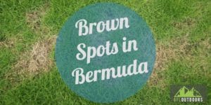 Brown Spots in Bermuda Causes