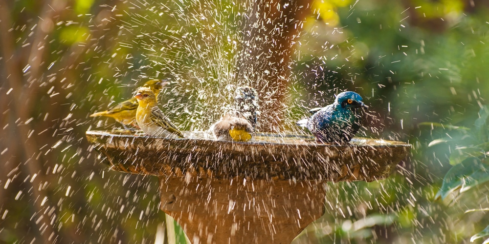 Birds in bird bath