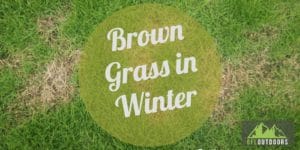 Brown Grass in Winter Causes