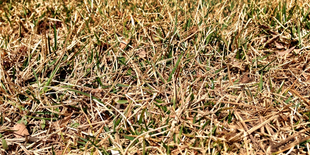 fescue turning yellow in winter