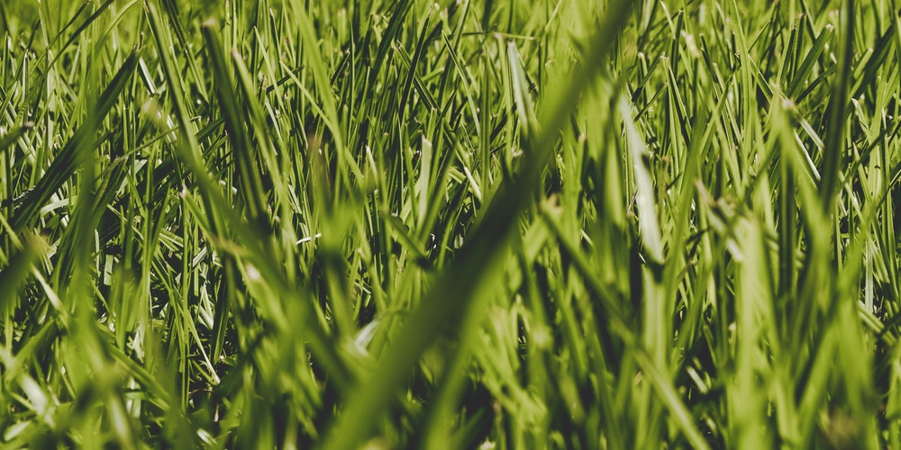 buffalo grass texas