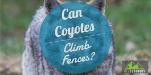 Coyotes Can Climb Fences