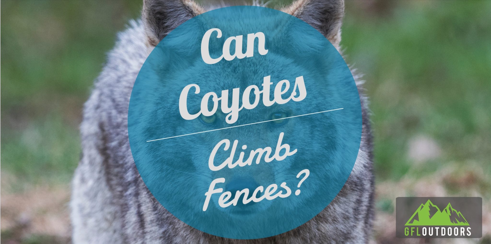 Can Coyotes Jump a Fence? (Yes, Up to 5 Feet) GFL Outdoors