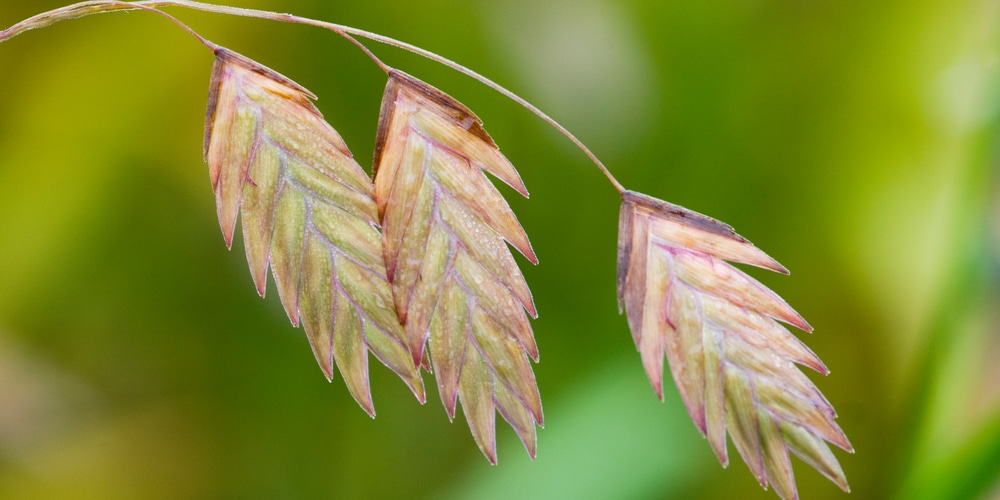 Ornamental Grass for Shade