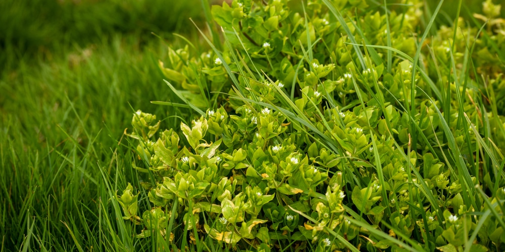 little white flowers in grass