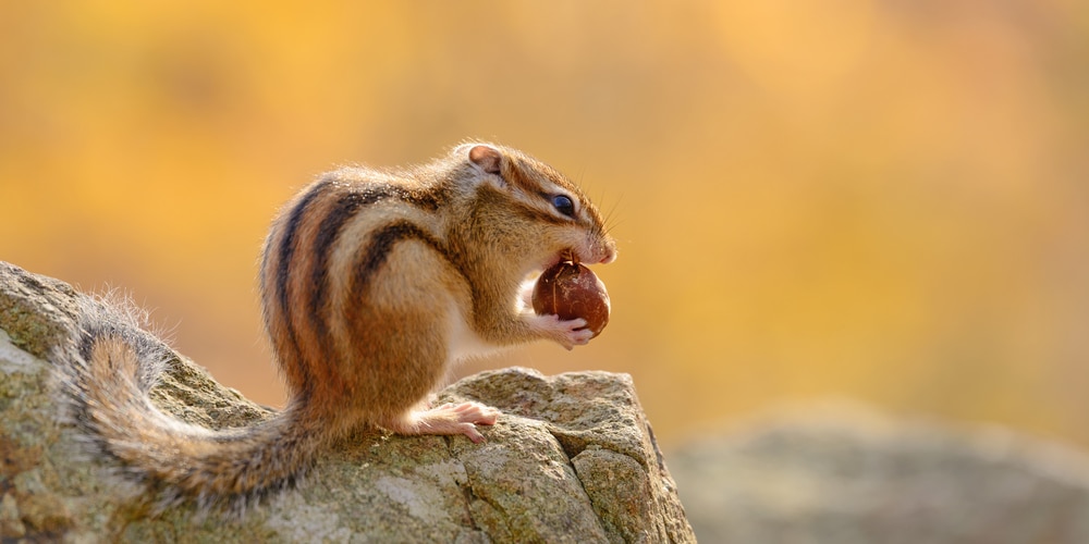 what do ground squirrels eat