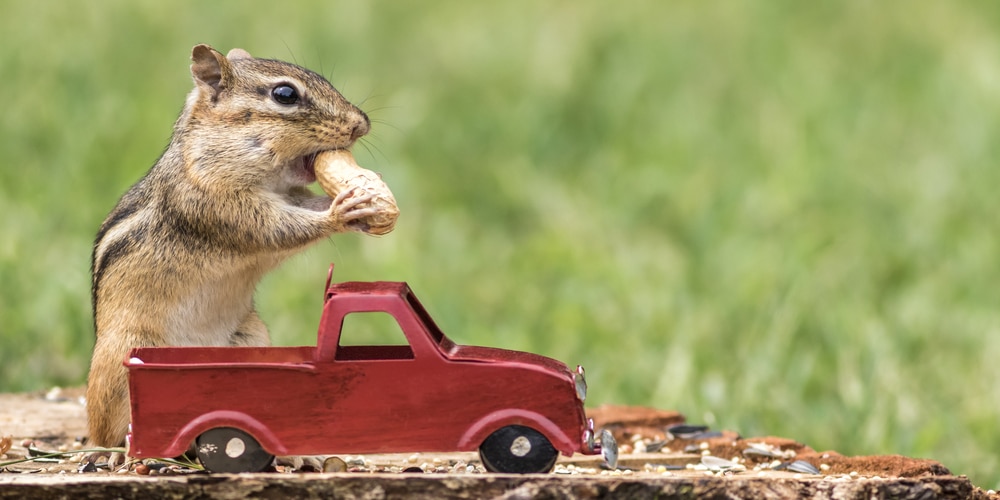 Chipmunks Love Acorns