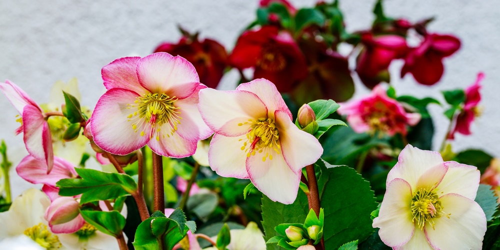 helleborus orientalis