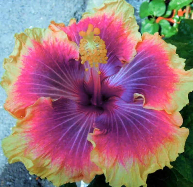 Cosmic Dancer Hibiscus Care