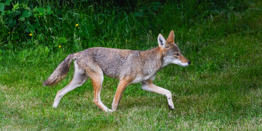 Article title: Do Wolves Eat Coyotes?  Username of writer: maxbur  Article keywords: do wolves eat coyotes ( is it common  Article body:   To answer the above question, wolves eat coyotes. The wolf is significantly more enormous than the coyote. Coyotes only weigh 15-50 pounds while wolves weigh 70-150 pounds. Due to the wolf's weight, it can pin down a coyote.    Also, wolves are able to hunt down coyotes since they move in packs. So, a coyote may have to try to escape from ten wolves. Remember, a wolf is already stronger than the coyote, so how would you expect it to face ten wolves?    Now that we know what makes wolves more powerful than coyotes, it is time to find out why they eat them. We will also discuss why wolves are sometimes unable to hunt down coyotes.    Wolves Eat Coyotes to Survive    Wolves are a bit picky when it comes to their prey. Wolves generally prefer to hunt large hoofed mammals like elks, deer and bison. However, they also hunt down smaller mammals like rodents.    As for coyotes, wolves only eat them when there is a shortage of prey. For the most part, wolves can coexist with coyotes as long as there is an endless food supply. So, it is rare for wolves to eat coyotes.    Also, wolves may hunt down coyotes to prevent their cubs from going hungry. Since the cubs cannot hunt for themselves, the wolf is forced to hunt a coyote. Again, this is a case where there is food shortage.    Wolves Eat Coyotes During a Violent Fight    Apart from hunting, there is a significant role packs play. Wolves stay in packs to protect themselves from animals they may perceive as prey. Although coyotes may not hunt down a wolf, they may eat their cubs.    The wolves will attack a coyote approaching their cubs. There is a strong chance of a coyote being killed by a pack of wolves. Once the wolves kill the coyote, they may eat it. However, wolves prefer to scare off coyotes. Interestingly, a wolf may hunt down a coyote and not eat it.    Another incident that can trigger fights between wolves and coyotes is when a wolf catches prey. Coyotes sometimes snatch prey from wolves. That is enough to cause a violent fight between them. So, if the wolf runs after a coyote and catches it, it may attack it and eat it. However, in most instances, the wolf prefers to scare it off instead.    Why Wolves Do not Eat Coyotes Often    Wolves are intelligent predators. For instance, they know the dangers of hunting another predator. When a wolf hunts down a coyote, the coyote will put up a fight. In fact, coyotes can also kill wolves during a violent fight. The last thing a wolf would want is to hunt an animal that will fight back. That is why they prefer to hunt down herbivores since they rarely fight back.    Wolves also do not like hunting coyotes due to their fast speed. They run at 38 mph while coyotes run at 43 mph. Therefore, a wolf will do what it can to spend less energy by not chasing after an animal it may not catch.    Additionally, the wolf considers the amount of energy it gets from eating certain prey. Energy is crucial in the wild since it helps animals hunt down prey or escape from predators. So, to get maximum energy, the wolf will instead hunt down herbivores. Herbivores get energy by eating plants. When a wolf eats an herbivore, it indirectly gets energy from the plant but at only 10%. This energy is too low, so the wolf will not use the little energy it has to hunt a coyote. Remember, coyotes are very fast, which means the wolf will need a lot of energy to hunt it.    Another reason a wolf may not hunt a coyote is that they are not entirely carnivorous. They have omnivorous traits in them, just like house dogs. That means they can eat some plants and fruits. Since they are readily available and cannot run, why would it waste its energy chasing after a coyote? The reason wolves can survive on herbivore diets is that they easily adapt to their surroundings. That explains why they have been around for the last 60 million years.    Conclusion    Wolves and coyotes have a complicated relationship. The coyote has to do what it can to avoid getting eaten by wolves. For instance, they should not approach a wolf's territory or snatch prey from it. As long as the coyote hunts its prey from a distance, the wolf will not have to attack it.    However, coyotes do not need to worry about being eaten by wolves since such incidents are rare. Also, coyotes have the edge over wolves in case they get attacked. Since coyotes are predators, they can fight back against wolves despite their size. Also, it is faster than the wolf, so its chances of being caught are low. So, wolves will eat coyotes only when they feel compelled to do so.