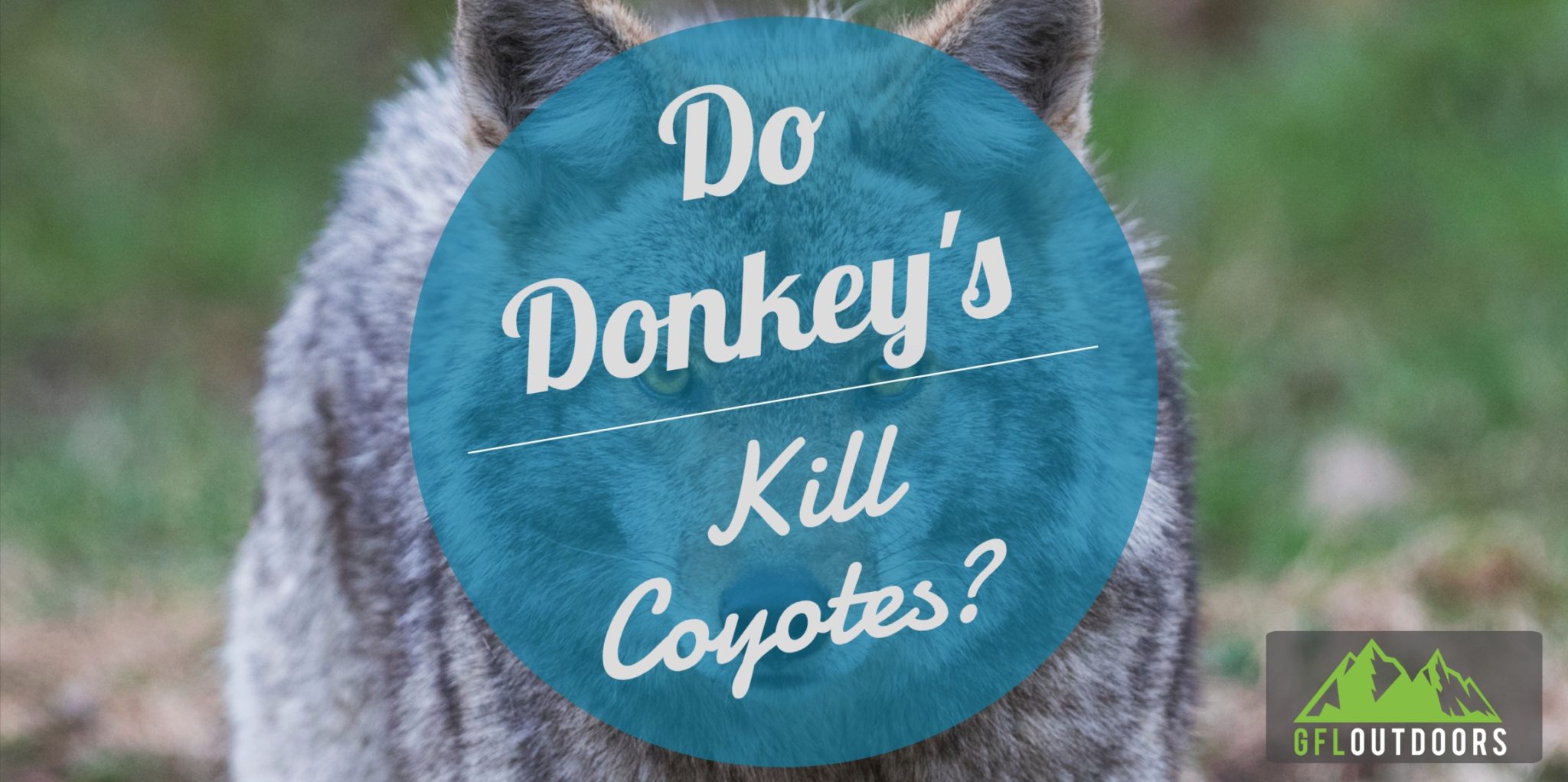 Can Donkey's Kill Coyotes? GFL Outdoors