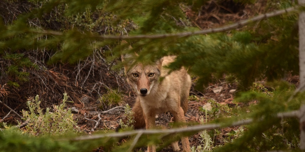 Can Coyotes Climb Trees