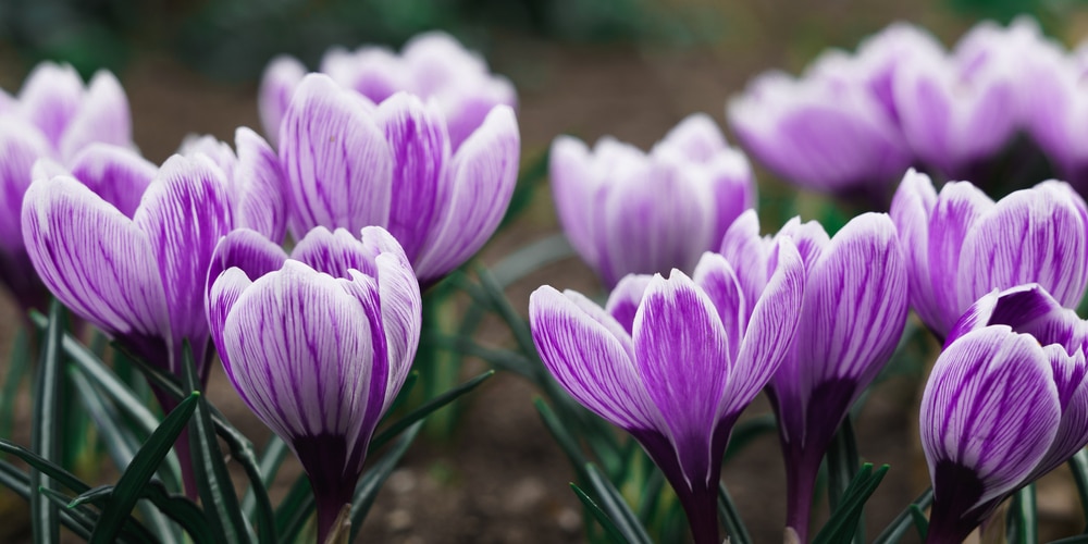 How deep to plant crocus bulbs