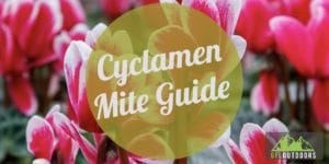 Cyclamen Mite Guide