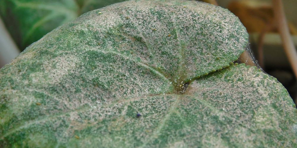 Cyclamen Mites