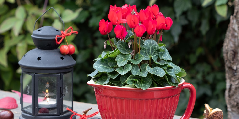 Winter Hanging Plants