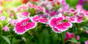 do bees like dianthus
