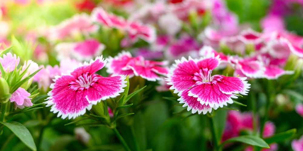 how to keep dianthus blooming all summer