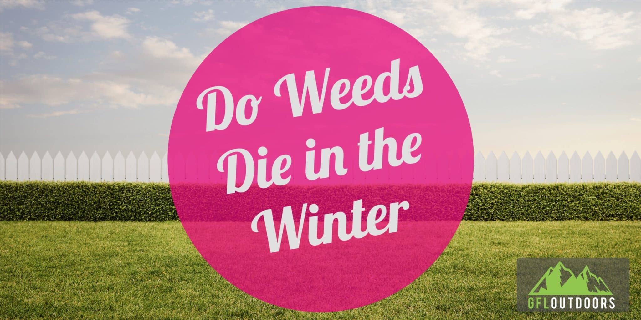 Do Weeds Die in the Winter? (Weed by Weed Guide) GFL Outdoors